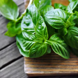 Albahaca Manojo