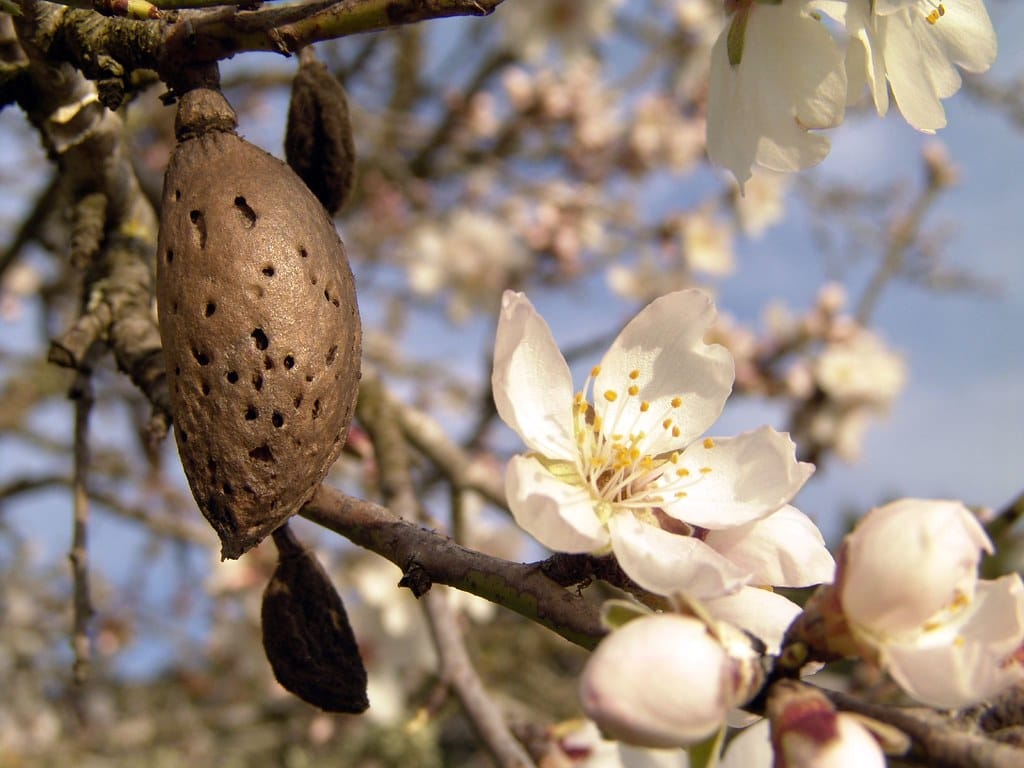 ¿Porqué deberíamos comer más frutos secos ecológicos? 1 ¿Porqué deberíamos comer más frutos secos ecológicos? 1
