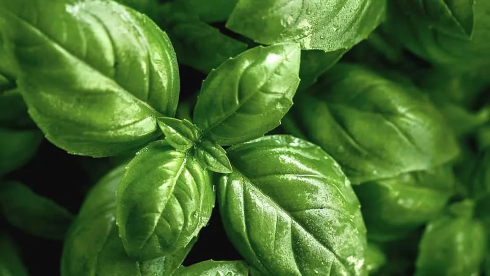 Albahaca