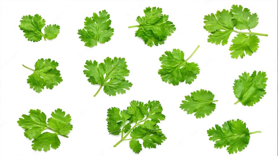 Cilantro