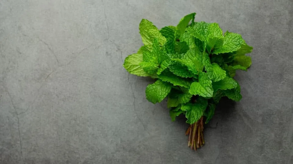 Menta