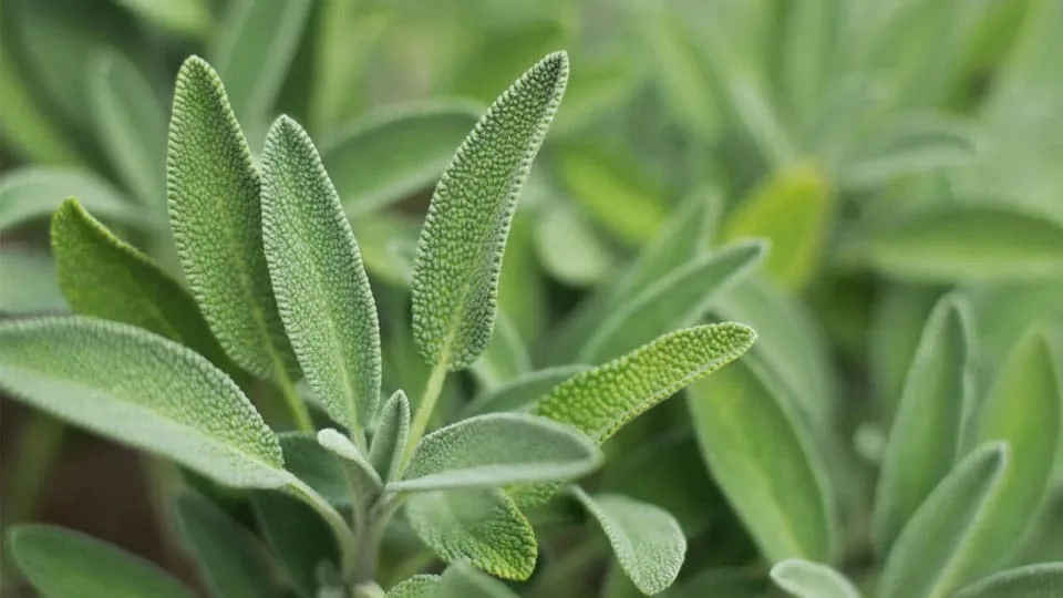 Salvia
